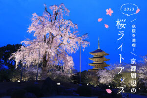 [2023] Enjoy the cherry blossoms at night! 13 cherry blossom light-ups to enjoy in Kyoto