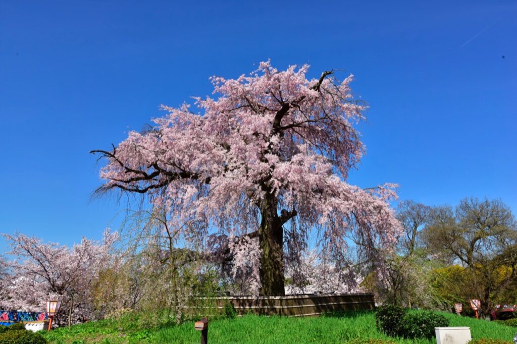 Gion weeping cherry tree in Maruyama park