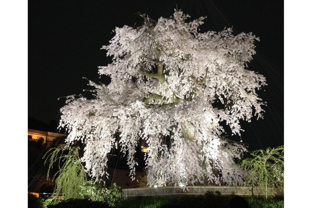 Gion weeping cherry tree in Maruyama park