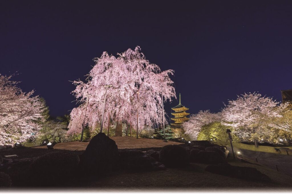 東寺 桜ライトアップ