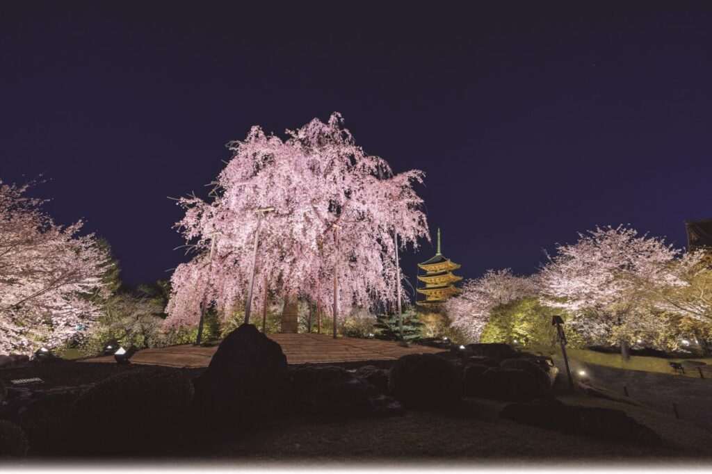 东寺樱花照明