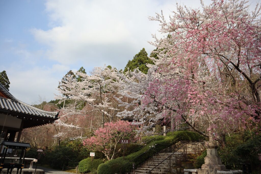 Cherry blossoms at Sanzenin Temple