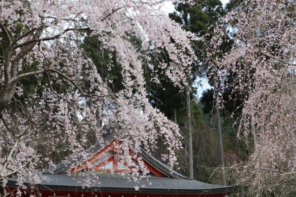 三千院の桜