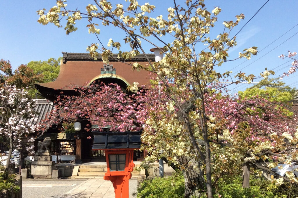 六宗能神社的樱花。