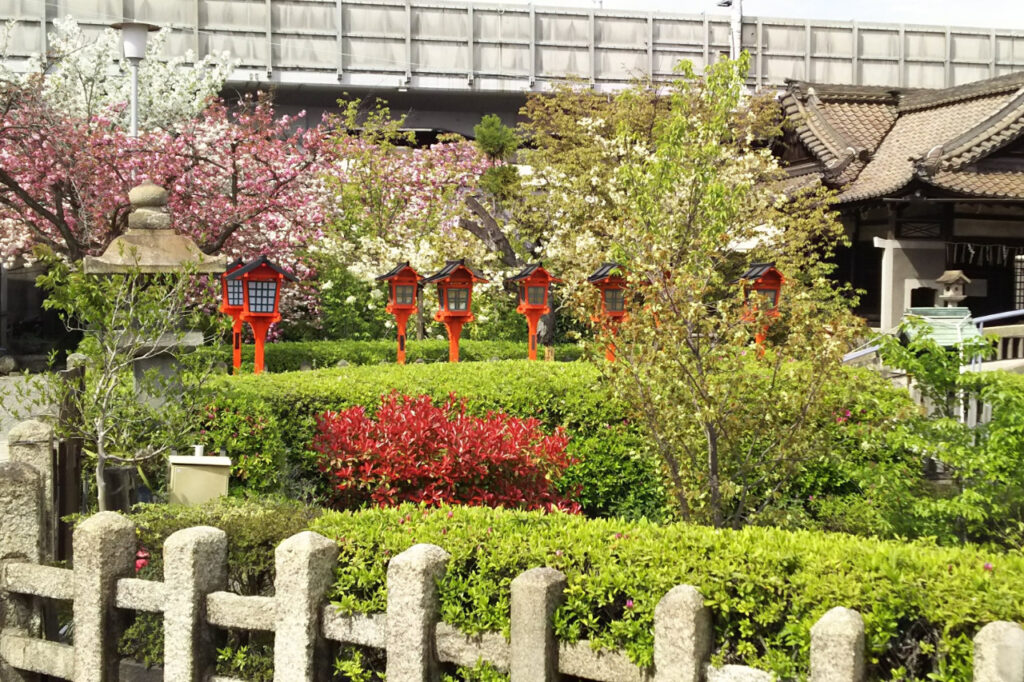 六宗能神社的樱花。