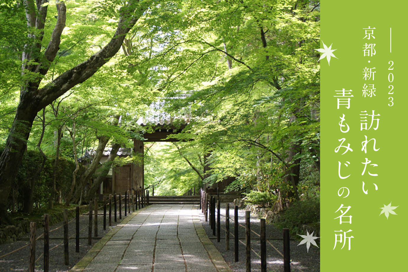 2023］京都で初夏を感じる「青もみじ」の名所24選 | Leaf KYOTO