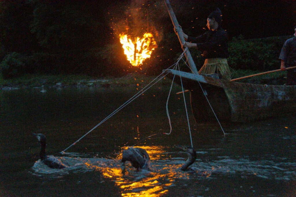 cormorant fishing