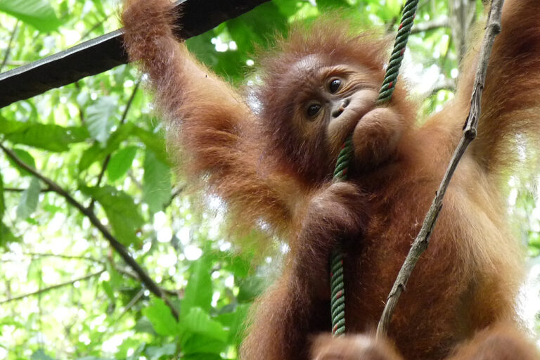 Ogawa Coffee Orangutan Exhibition