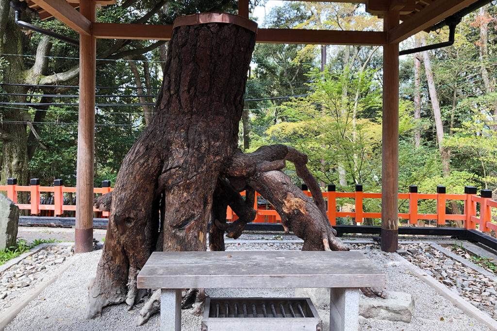 Fushimi Inari Taisha Neagari Pine