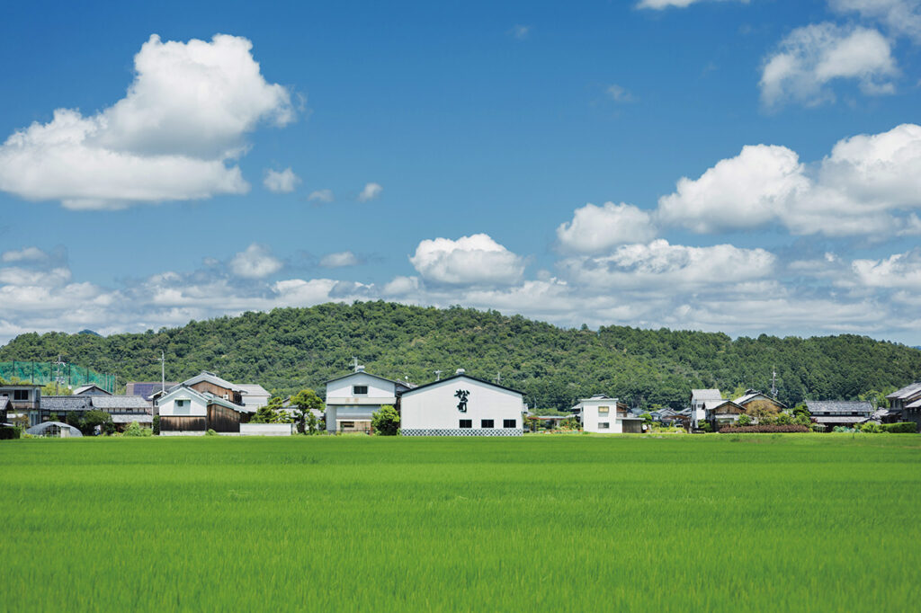 Rice field in front of Matsuse Sake Brewery