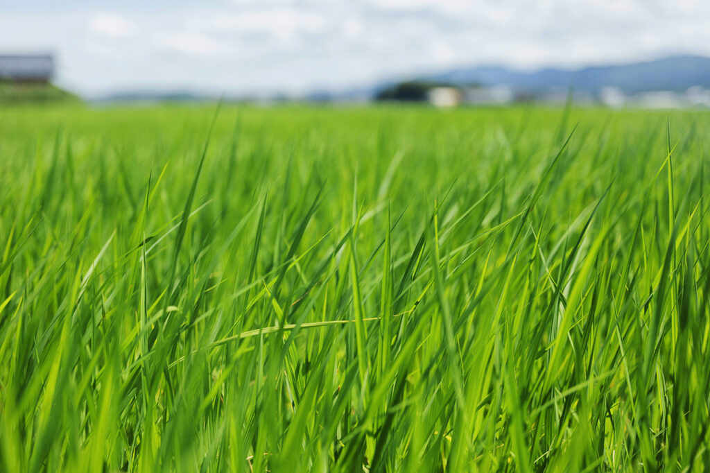 Rice field in front of Matsuse Sake Brewery