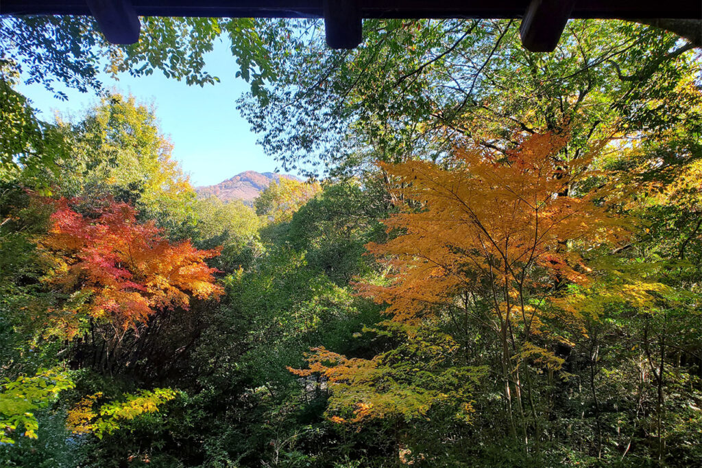 茂庵　紅葉