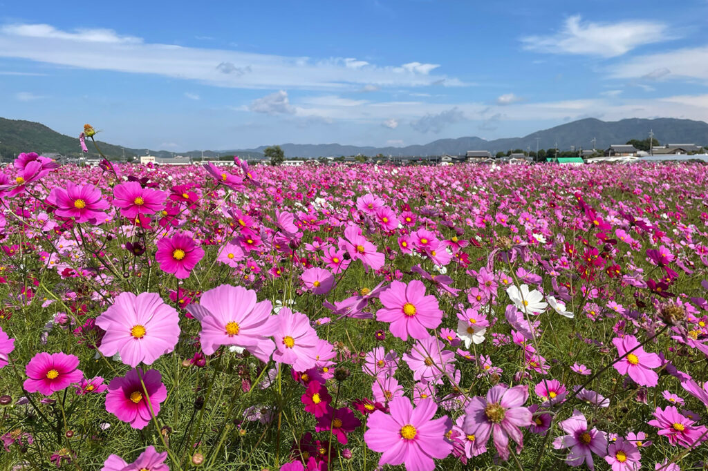 龟冈梦幻波斯菊花园