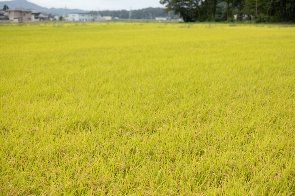 Rice field of Hata Sake Brewery