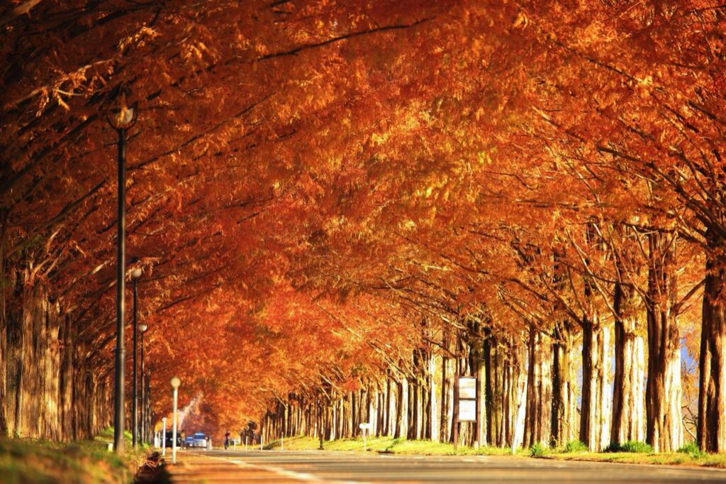 row of metasequoia trees