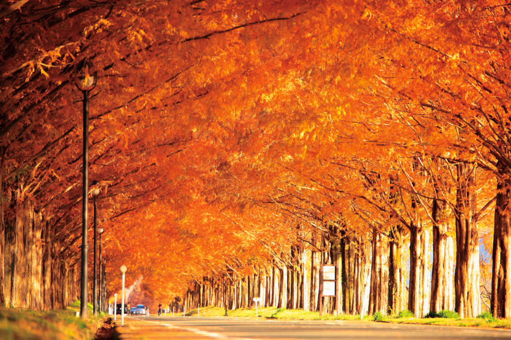 row of metasequoia trees