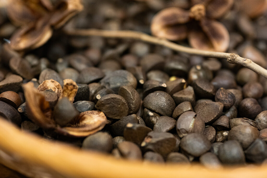 Camellia Seeds from Kazurakiyo's long-established store