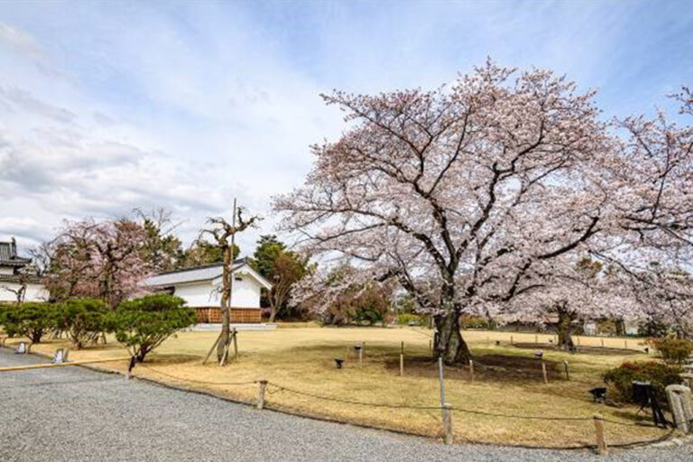 Nijo Castle Cherry Blossom Festival 2024
