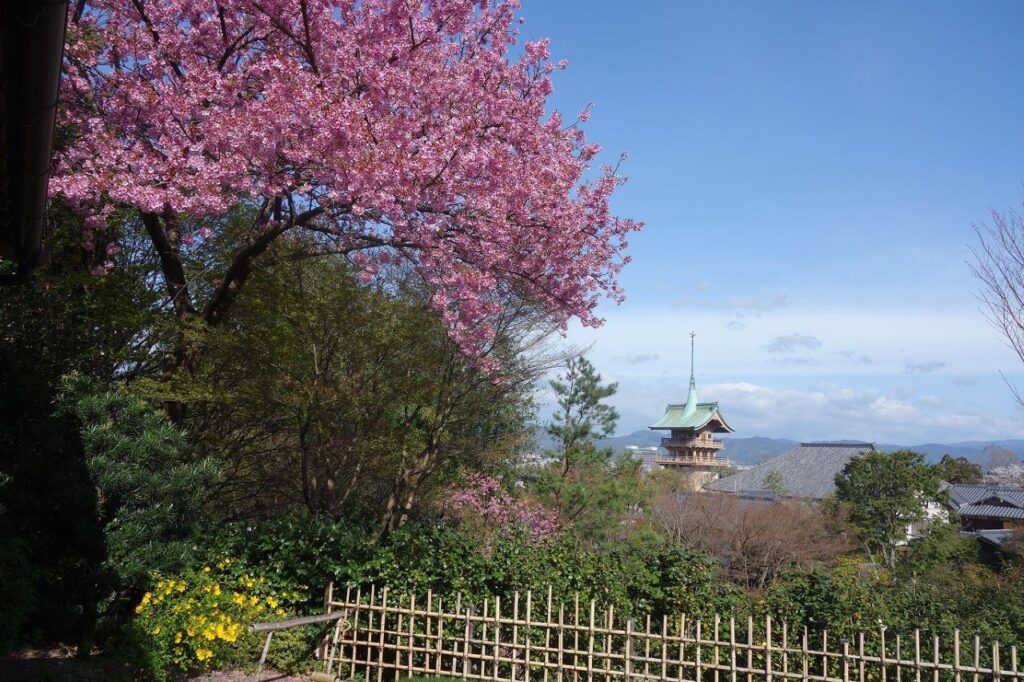 高台寺樱花