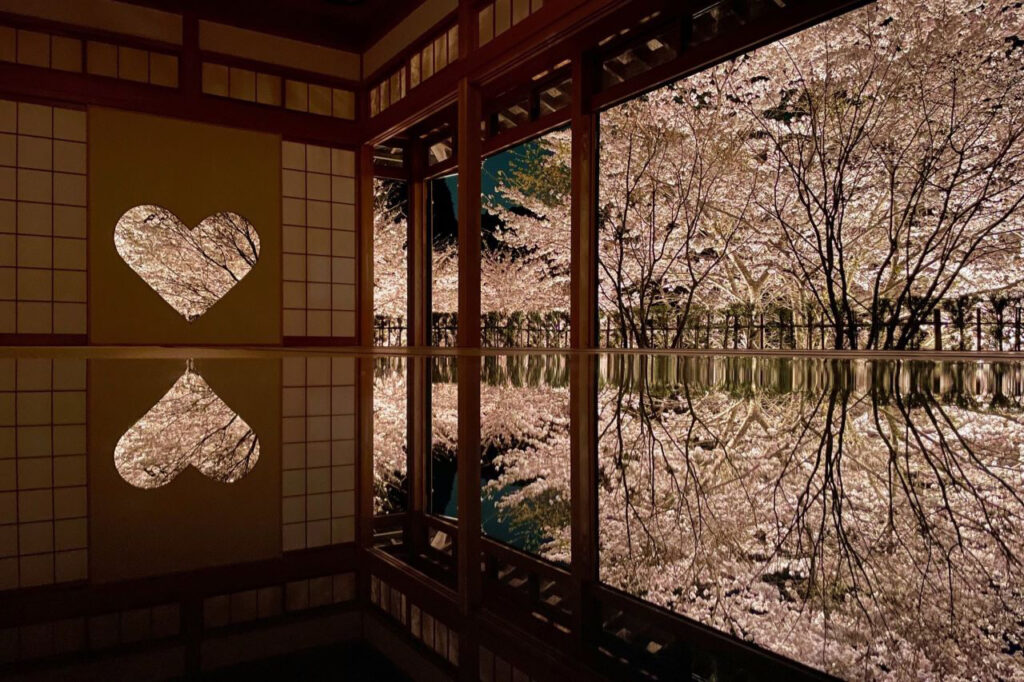 Cherry blossoms illuminated at Shojuin