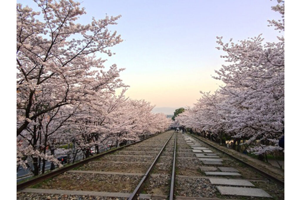 Cherry blossoms on the Keage Incline