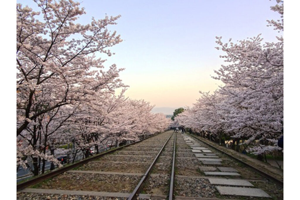 蹴上インクラインの桜