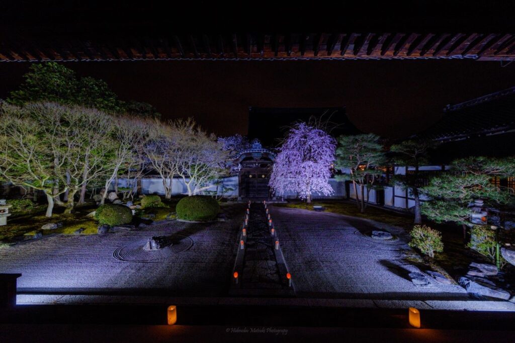 Cherry blossoms illuminated at Myokenji Temple