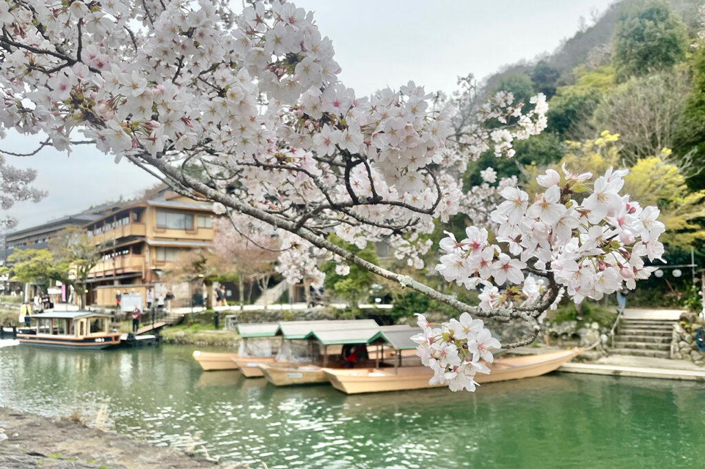 Arashiyama cherry (Prunus incisa)