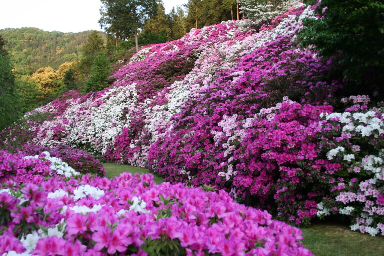 azalea garden