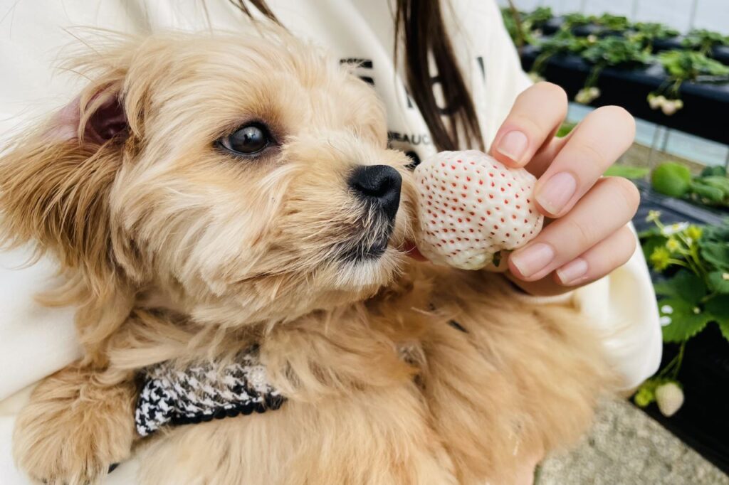 Farm Grumping Amanohashidate i Strawberry Picking