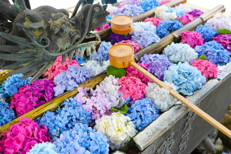 あじさいウィーク　花手水