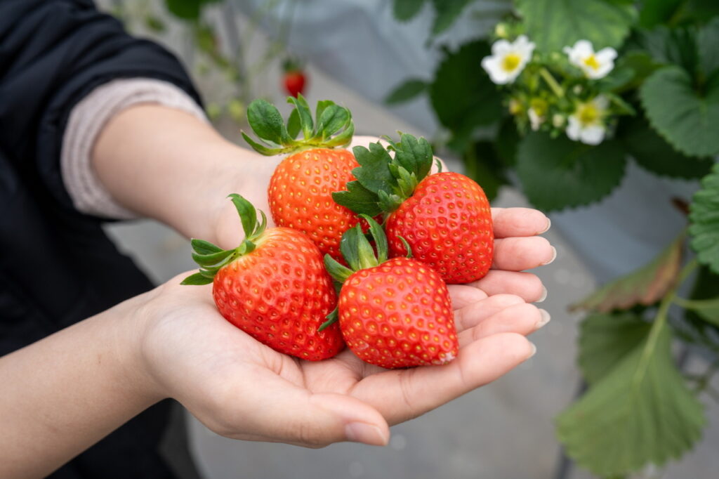 ムトベース　いちご摘み体験