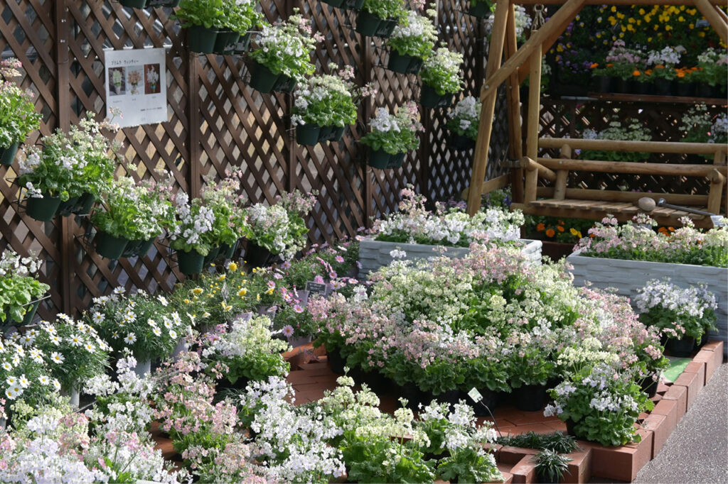 京都府立植物園『The First Bloom ―春を先どる1万の花―』