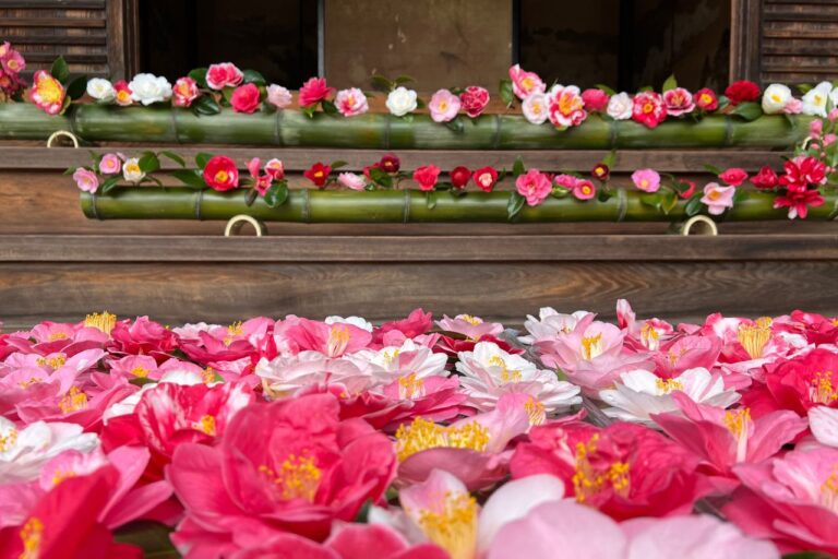 霊鑑寺　春の特別公開