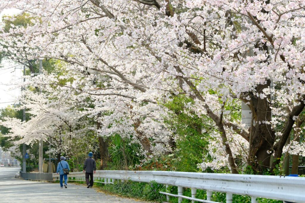 晴明神社付近　桜