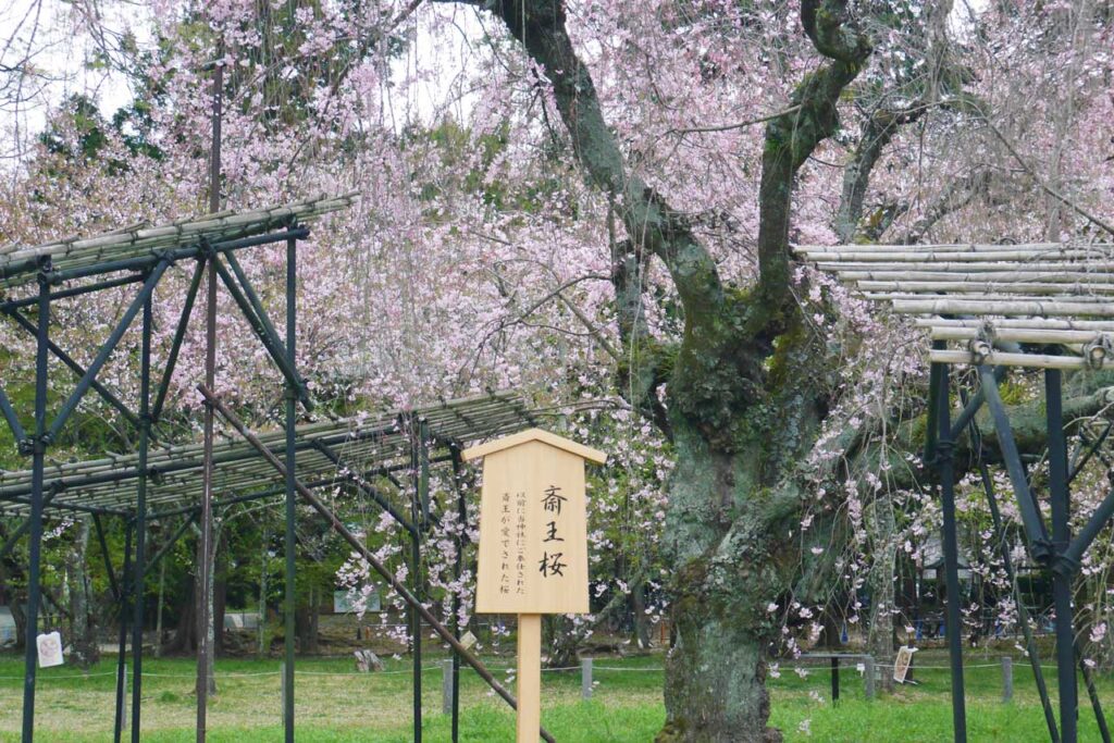 上賀茂神社 斎王桜