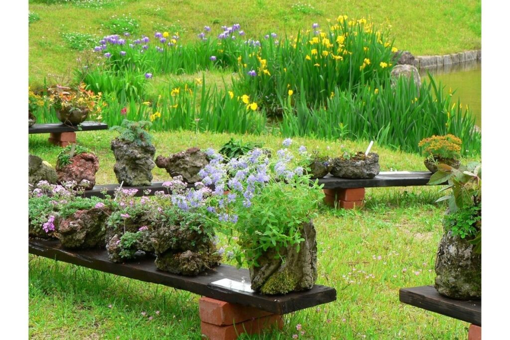 Spring Japanese Flower Exhibition