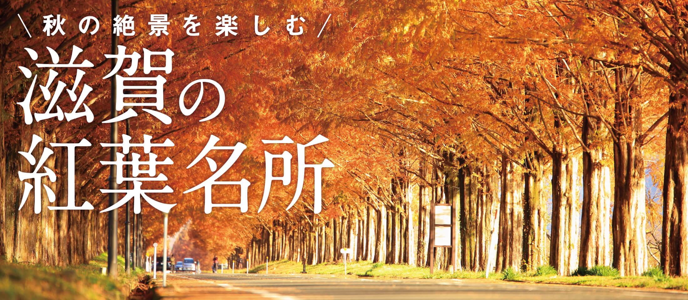 京都・紅葉ライトアップ