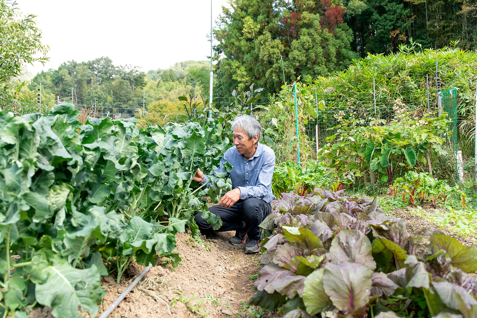 寿司職人の経験のあるお父さんが常時20種ほどの野菜を育てています