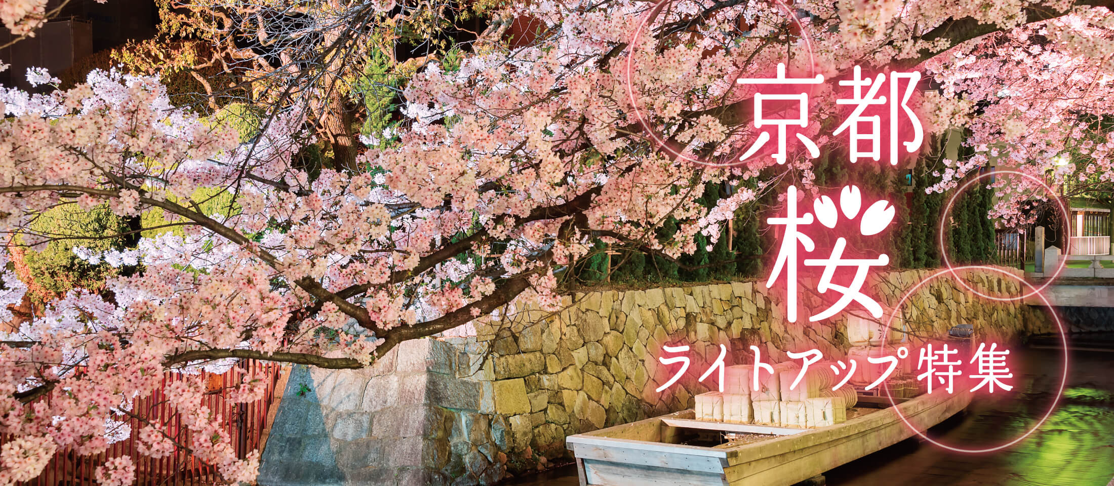 京都の夜桜・桜ライトアップ情報