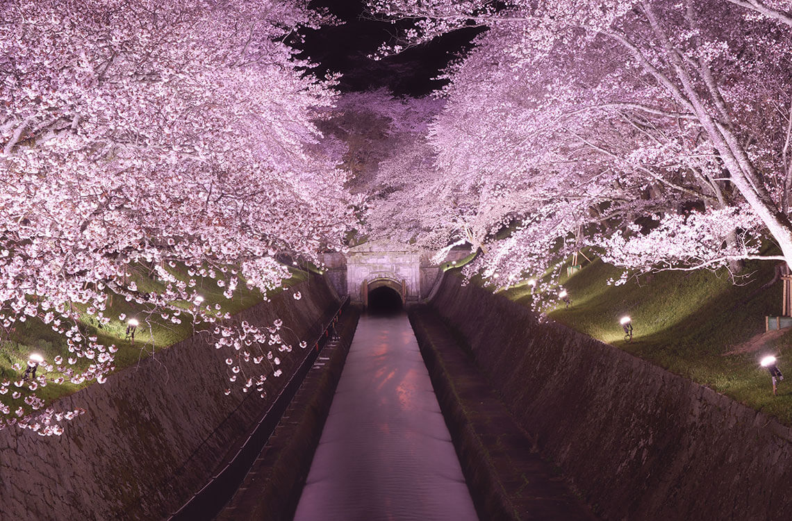滋賀の夜桜 桜ライトアップ情報 Webleaf
