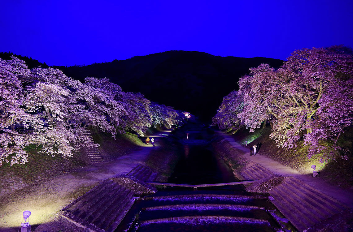 滋賀の夜桜 桜ライトアップ情報 Webleaf