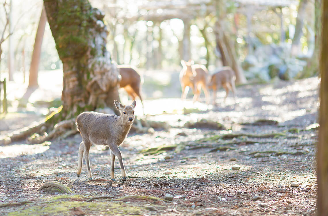 奈良公園_メイン