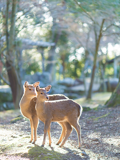 奈良公園_サブ1