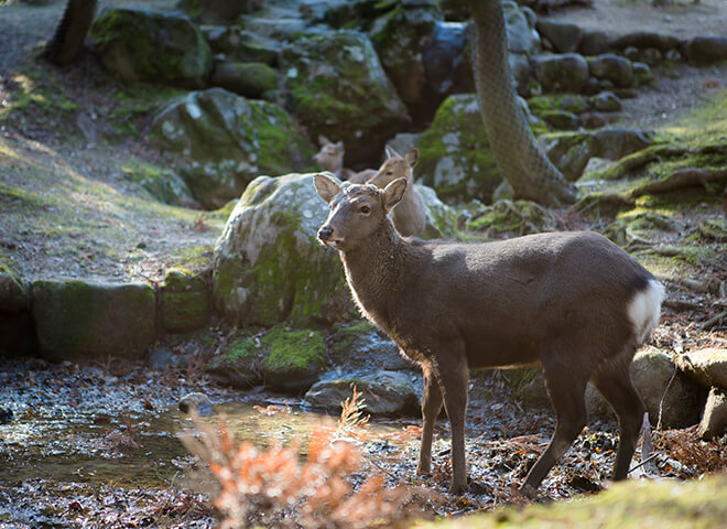 奈良公園_サブ2